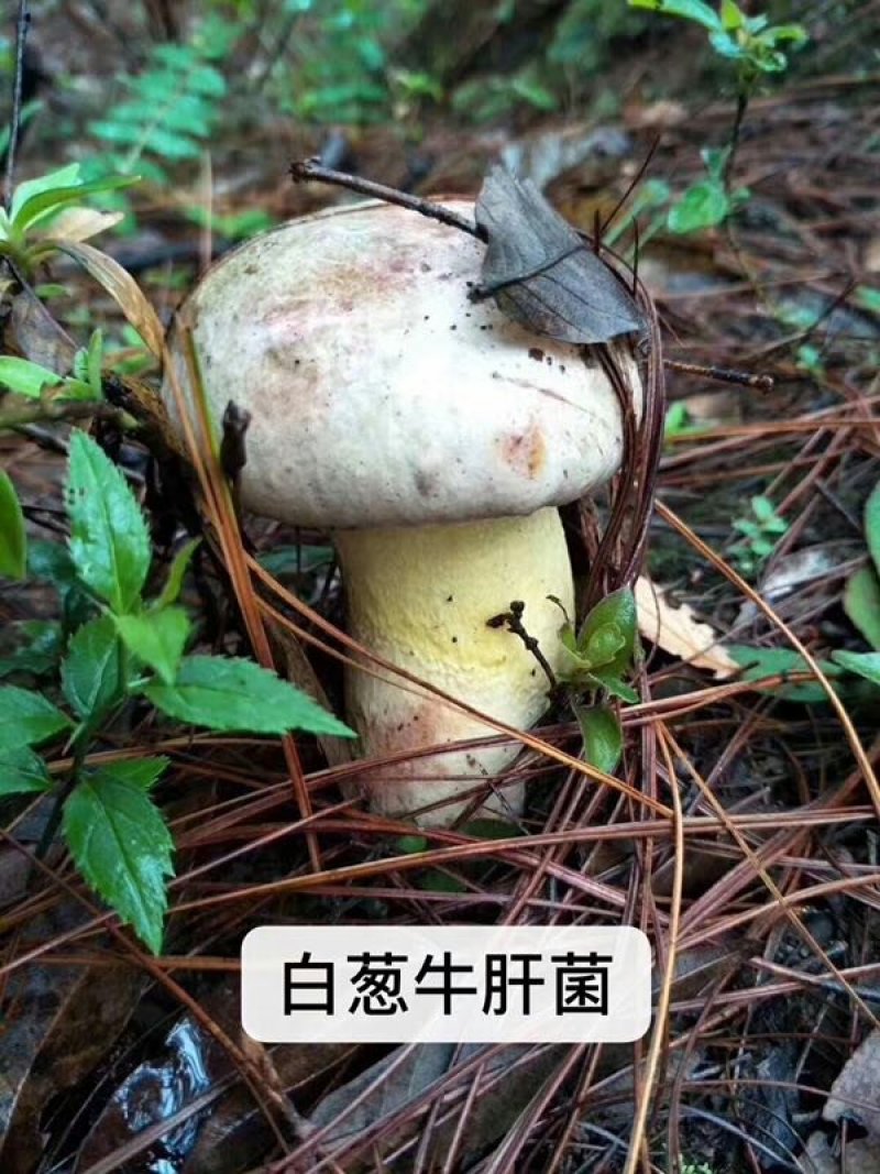 云南野生菌新鲜野生菌