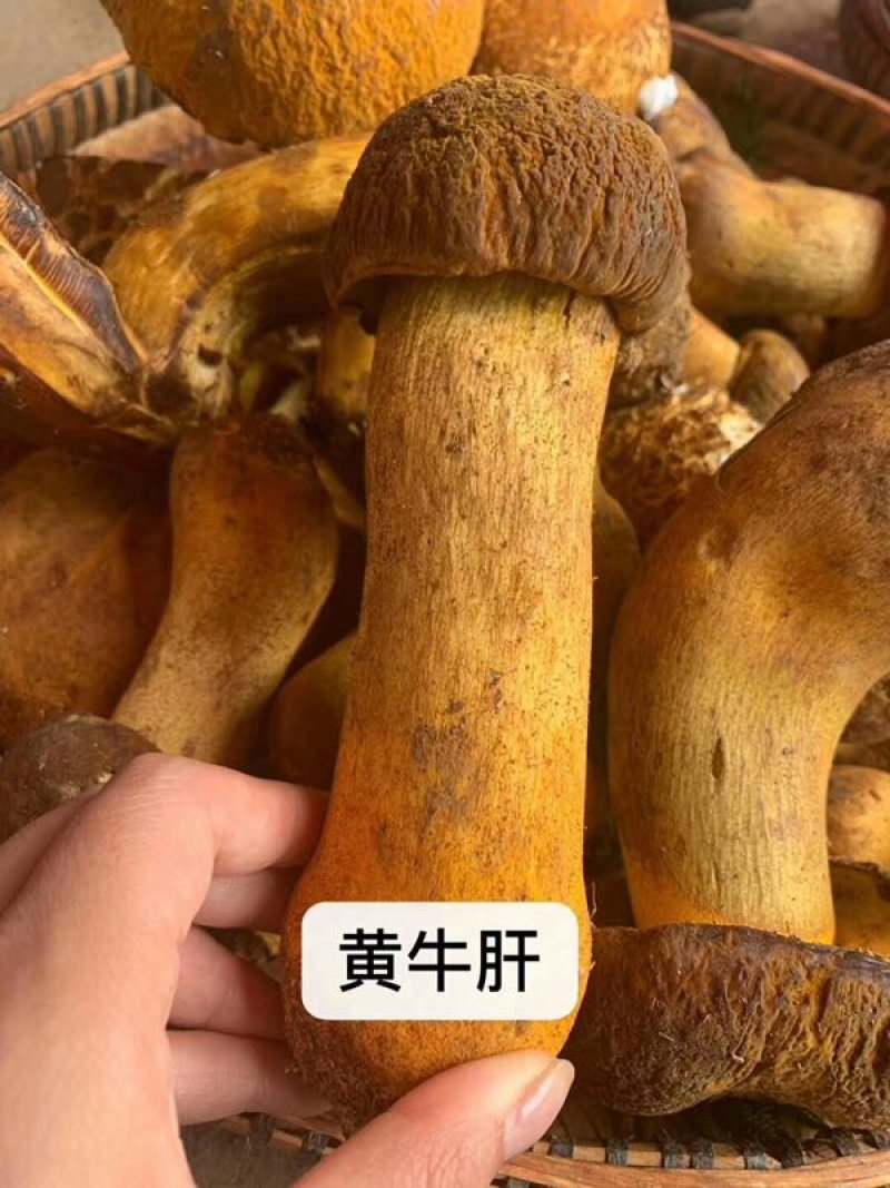 云南野生菌新鲜野生菌