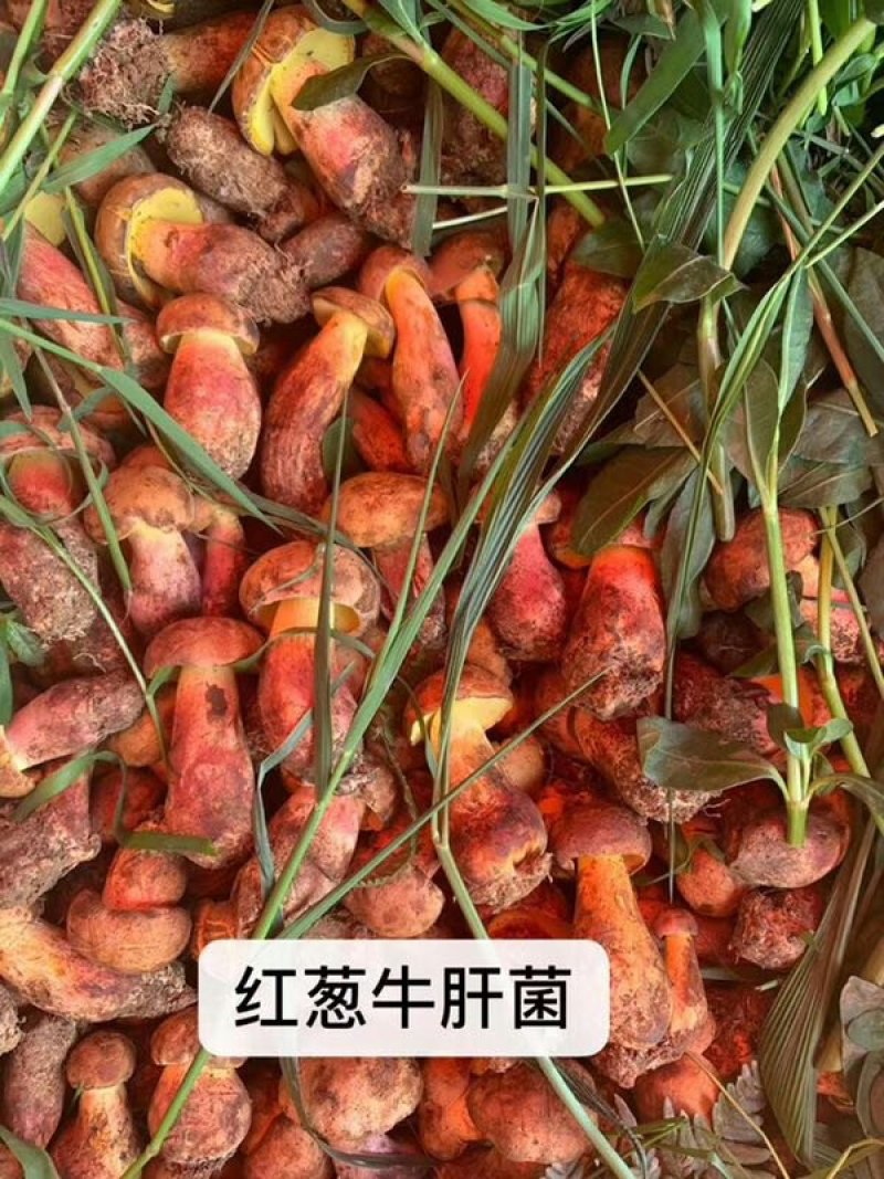 云南野生菌新鲜野生菌