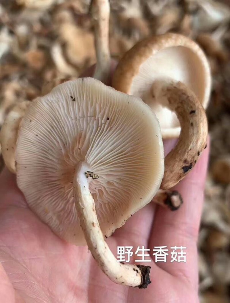 云南野生菌新鲜野生菌