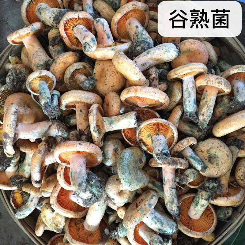 云南野生菌新鲜野生菌