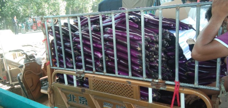 【热销中】长茄，广茄，量大，质量保证，合作共赢。