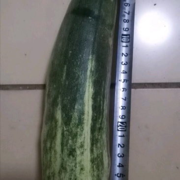 甜瓜！自然成熟！！！