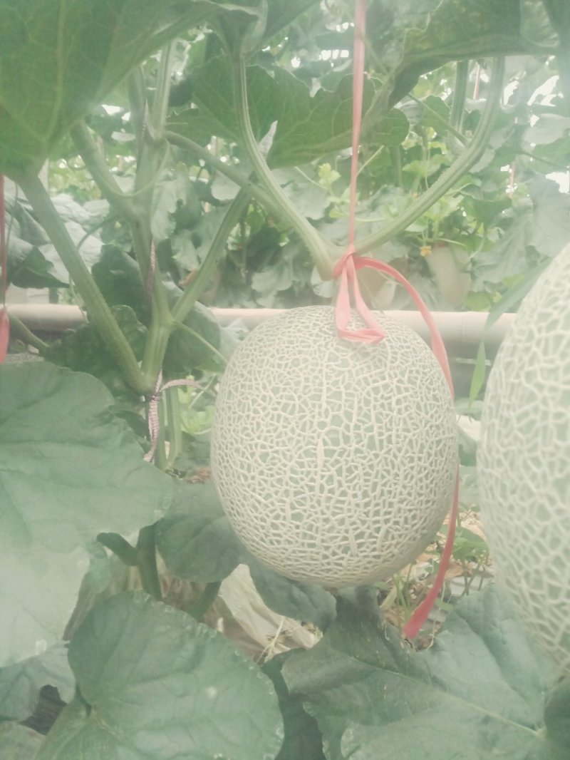 高端粗网甜瓜