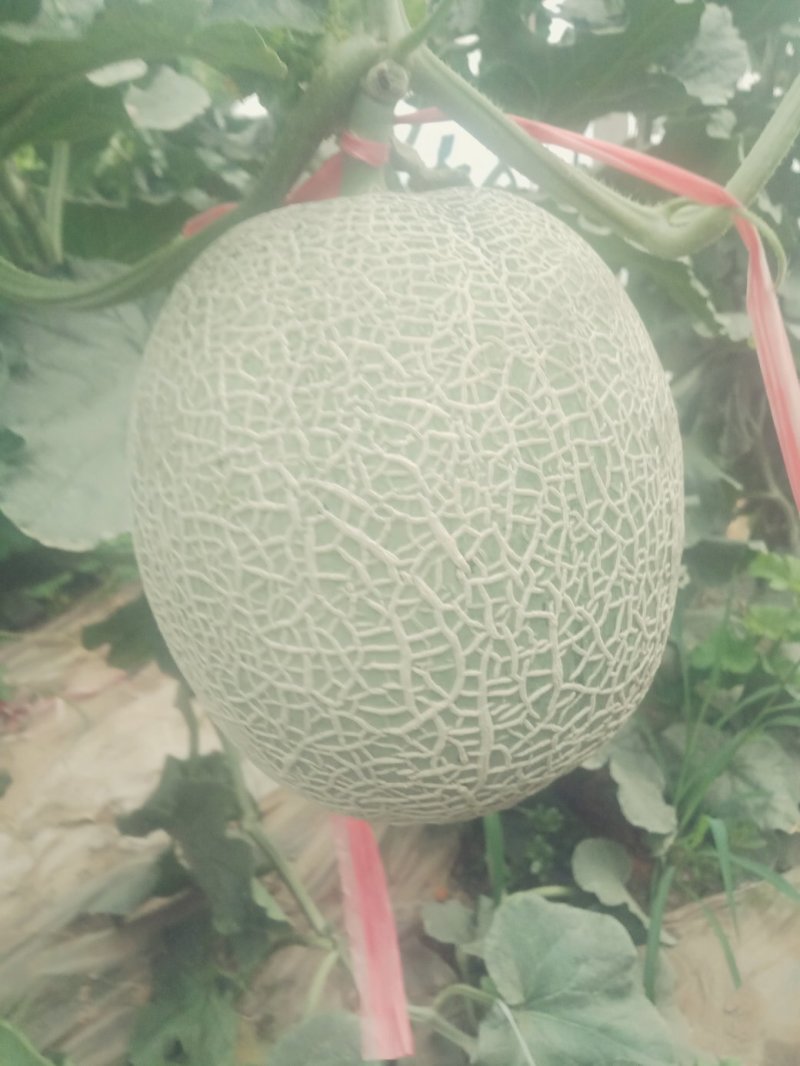 高端粗网甜瓜
