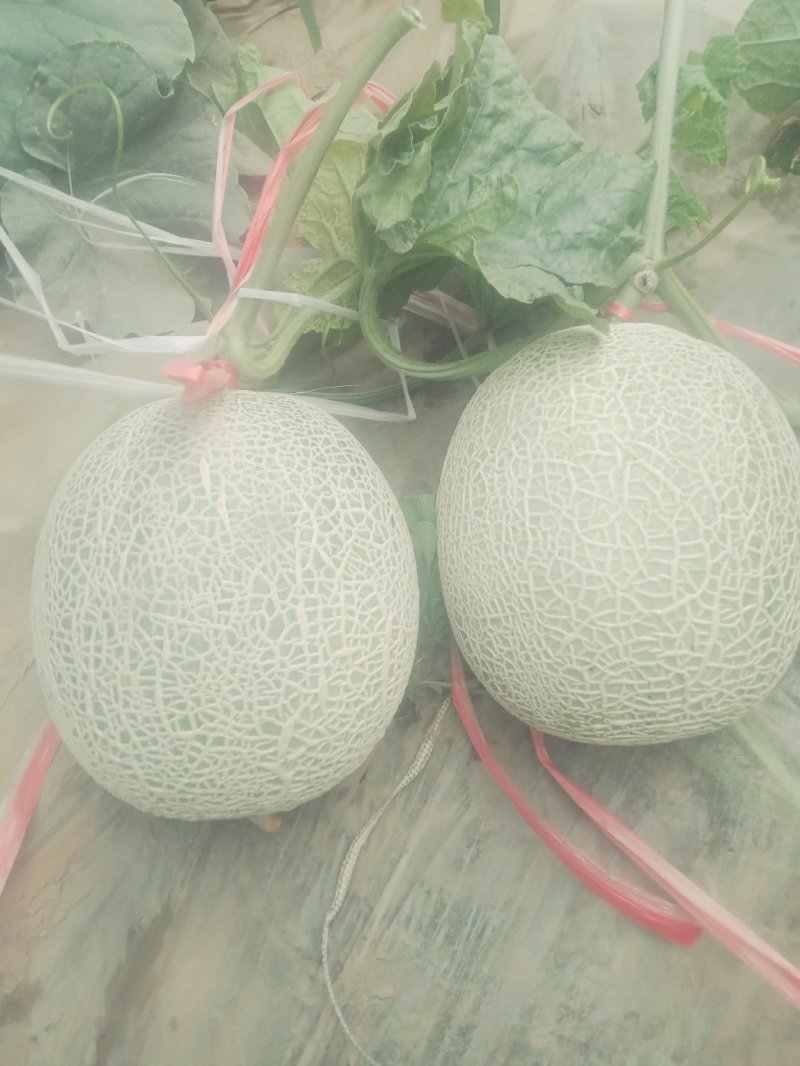 高端粗网甜瓜
