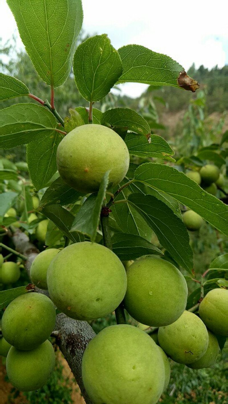 优质梅子苗，一年苗，两年苗