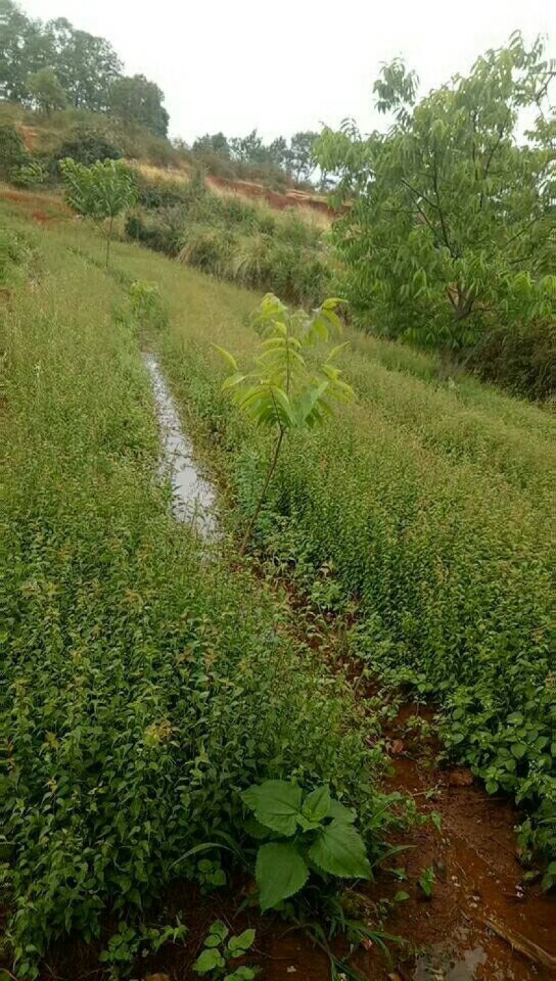 优质梅子苗，一年苗，两年苗