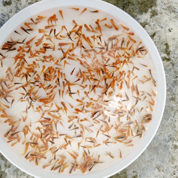 佛山南海锦鲤鱼苗1-2cm供应