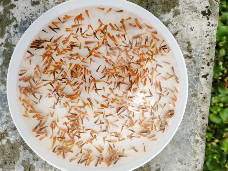 佛山南海锦鲤鱼苗1-2cm供应