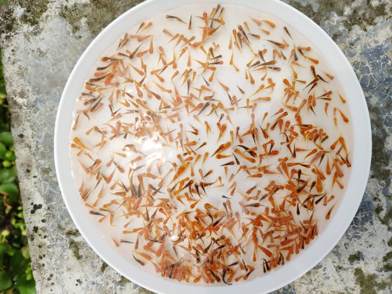 佛山南海锦鲤鱼苗1-2cm供应