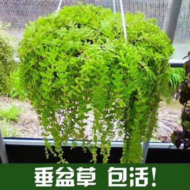 垂盆草中药植物药用盆栽食用吊兰四季常青绿植