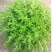 垂盆草中药植物药用盆栽食用吊兰四季常青绿植