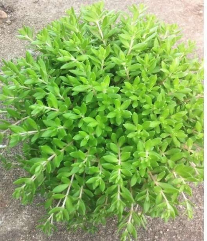 垂盆草中药植物药用盆栽食用吊兰四季常青绿植