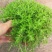 垂盆草中药植物药用盆栽食用吊兰四季常青绿植
