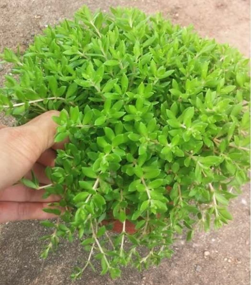 垂盆草中药植物药用盆栽食用吊兰四季常青绿植