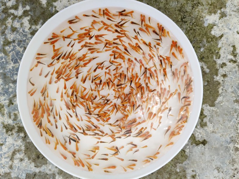 佛山南海锦鲤鱼苗1-2cm供应