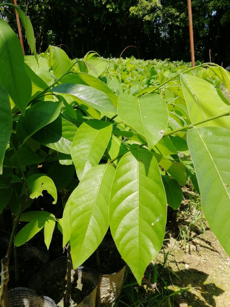 释迦苗大杯苗35～50