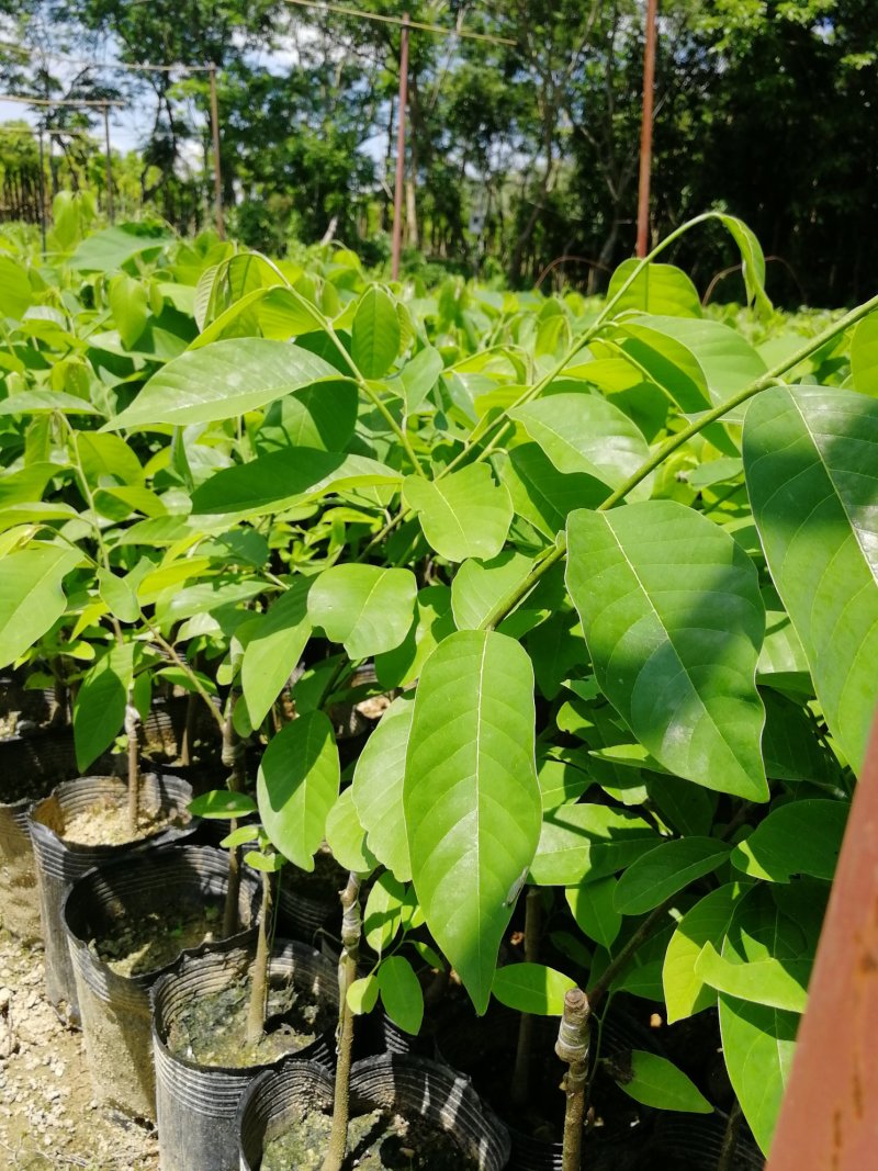 释迦苗大杯苗35～50