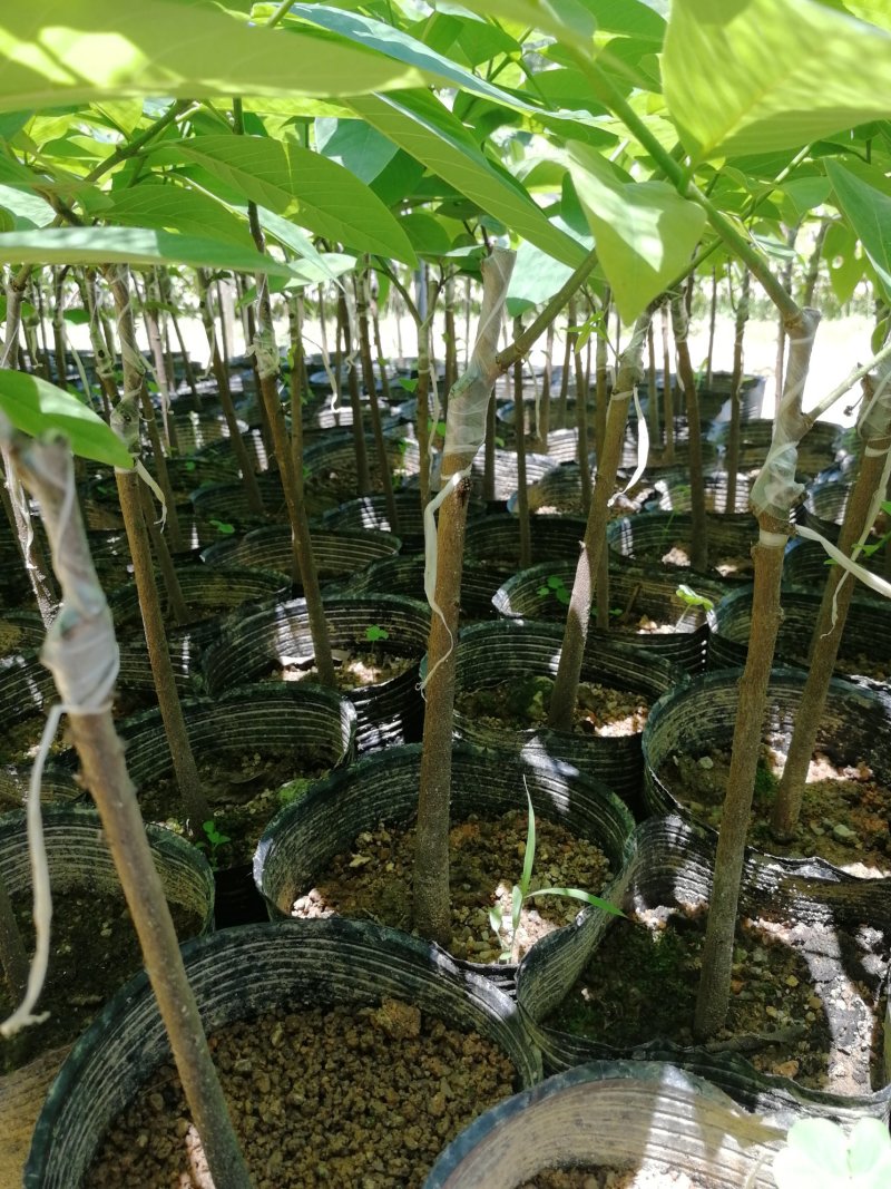 释迦苗大杯苗35～50