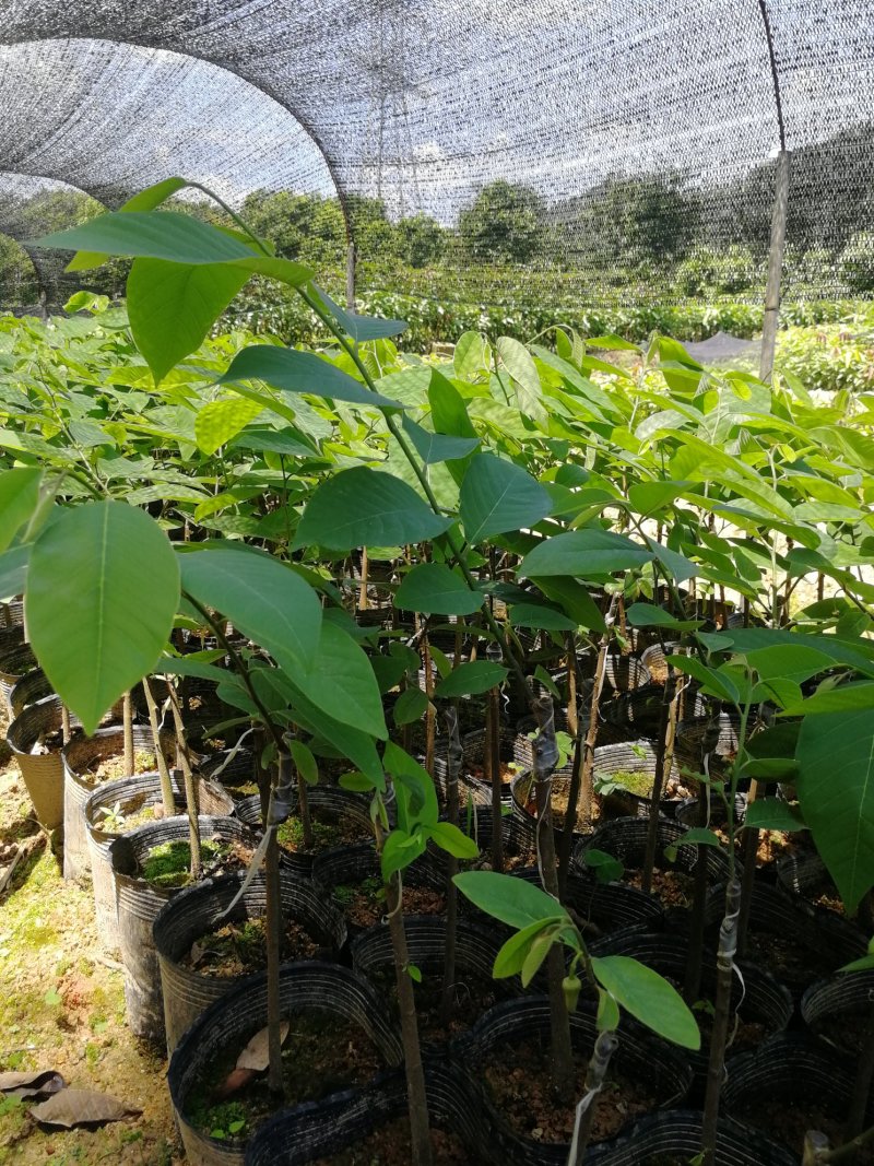 释迦苗大杯苗35～50