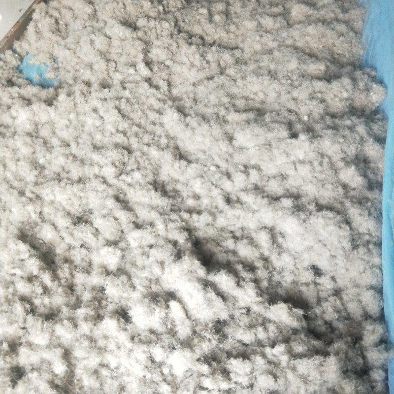优质的品种优良的白头翁种子，毛籽，净籽都有