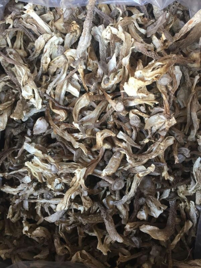 鹿茸菇鹿茸菌100斤包邮