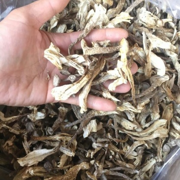 鹿茸菇鹿茸菌100斤包邮