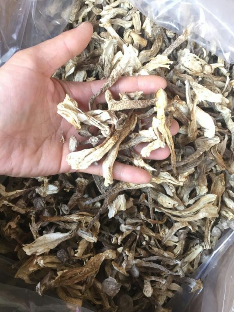 鹿茸菇鹿茸菌100斤包邮