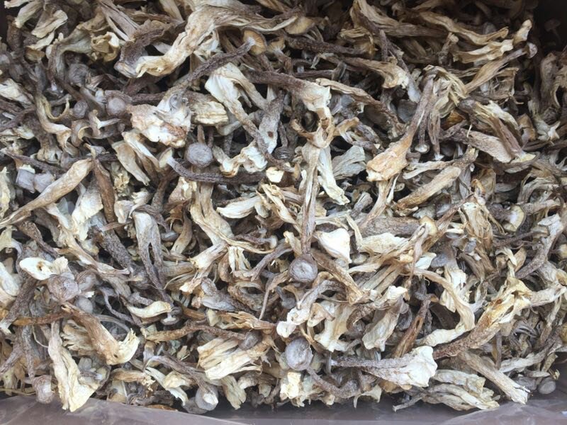 鹿茸菇鹿茸菌100斤包邮