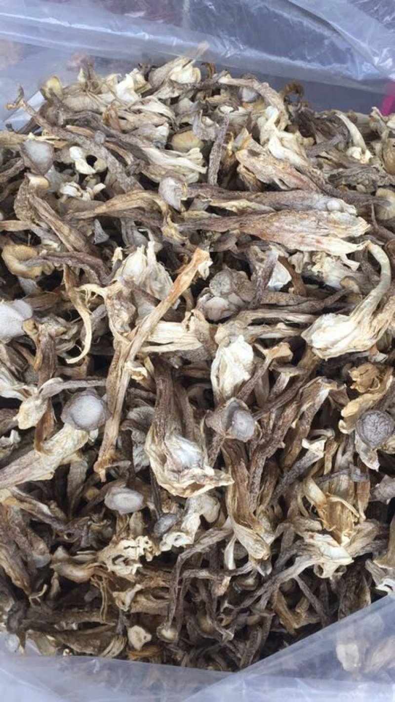 鹿茸菇鹿茸菌100斤包邮