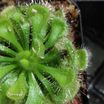 捕蝇草食虫植物系列之錦地罗，产地直发，量大价优，欢迎进店