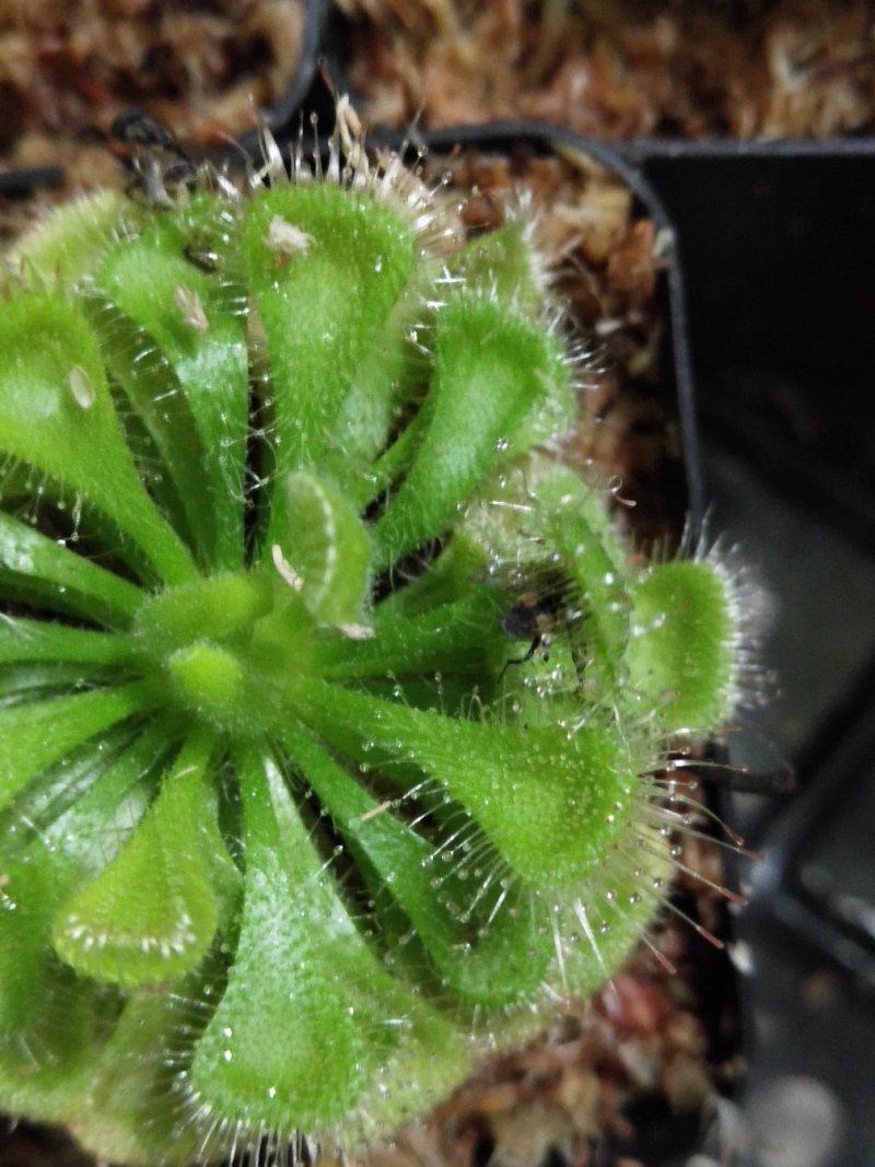 捕蝇草食虫植物系列之錦地罗，产地直发，量大价优，欢迎进店