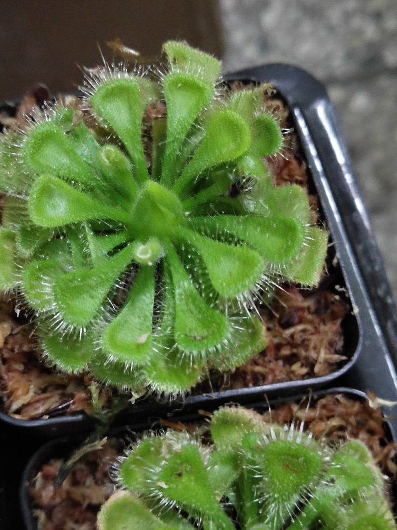 捕蝇草食虫植物系列之錦地罗，产地直发，量大价优，欢迎进店