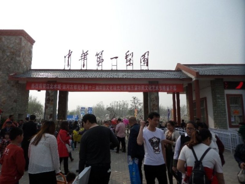 正宗冠县沙土地★丰水梨✔产地即将上市采摘✔欢迎来产地考察