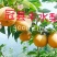 正宗冠县沙土地★丰水梨✔产地即将上市采摘✔欢迎来产地考察