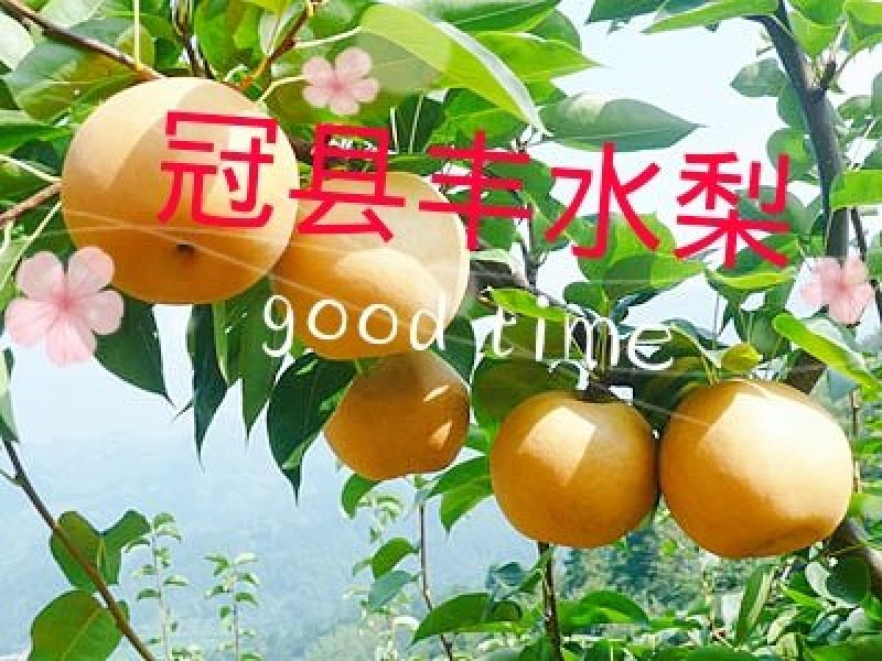 正宗冠县沙土地★丰水梨✔产地即将上市采摘✔欢迎来产地考察