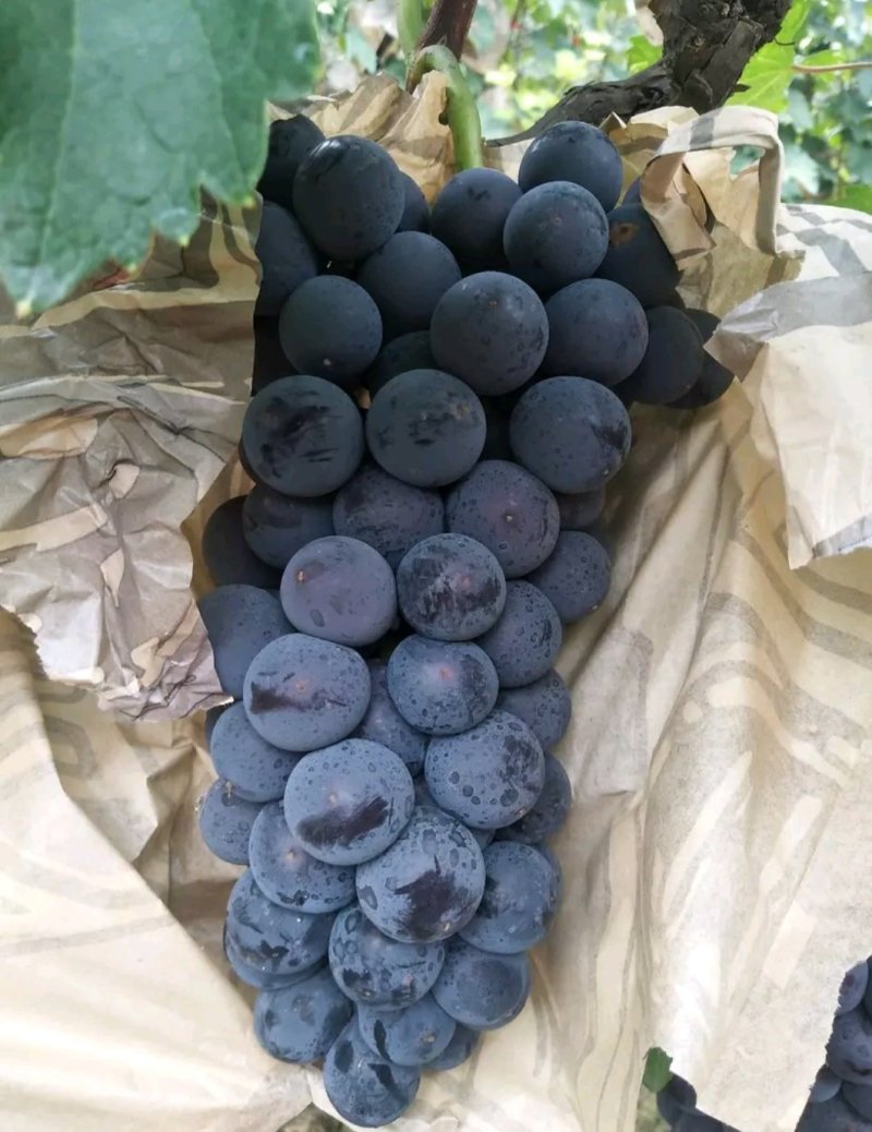 京亚全黑紧串，果粉好，大量上市中，实力代办
