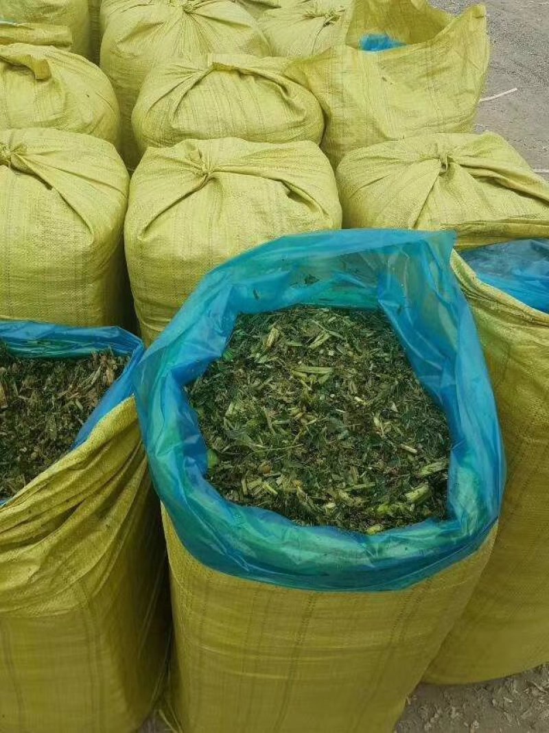 纯玉米秸秆青储