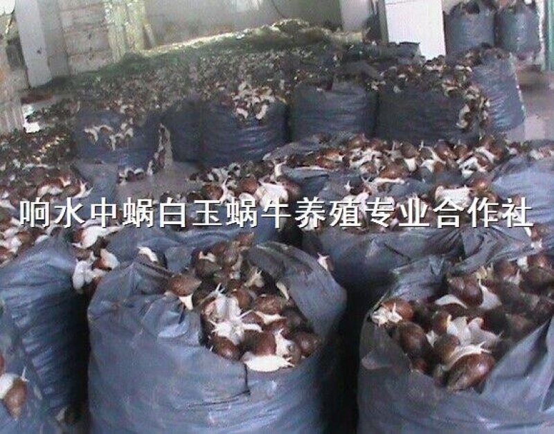 白玉蜗牛