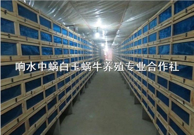 白玉蜗牛