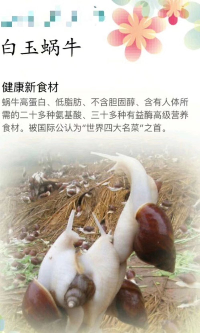 白玉蜗牛