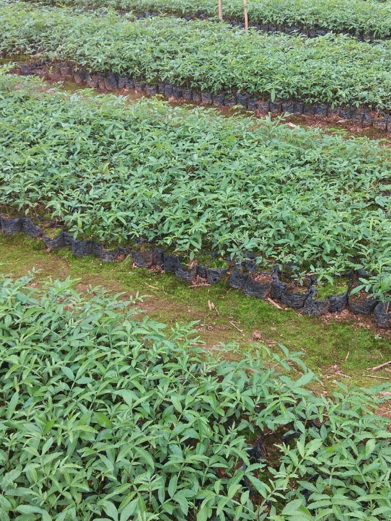 花椒苗九叶青花椒苗易管理产量高