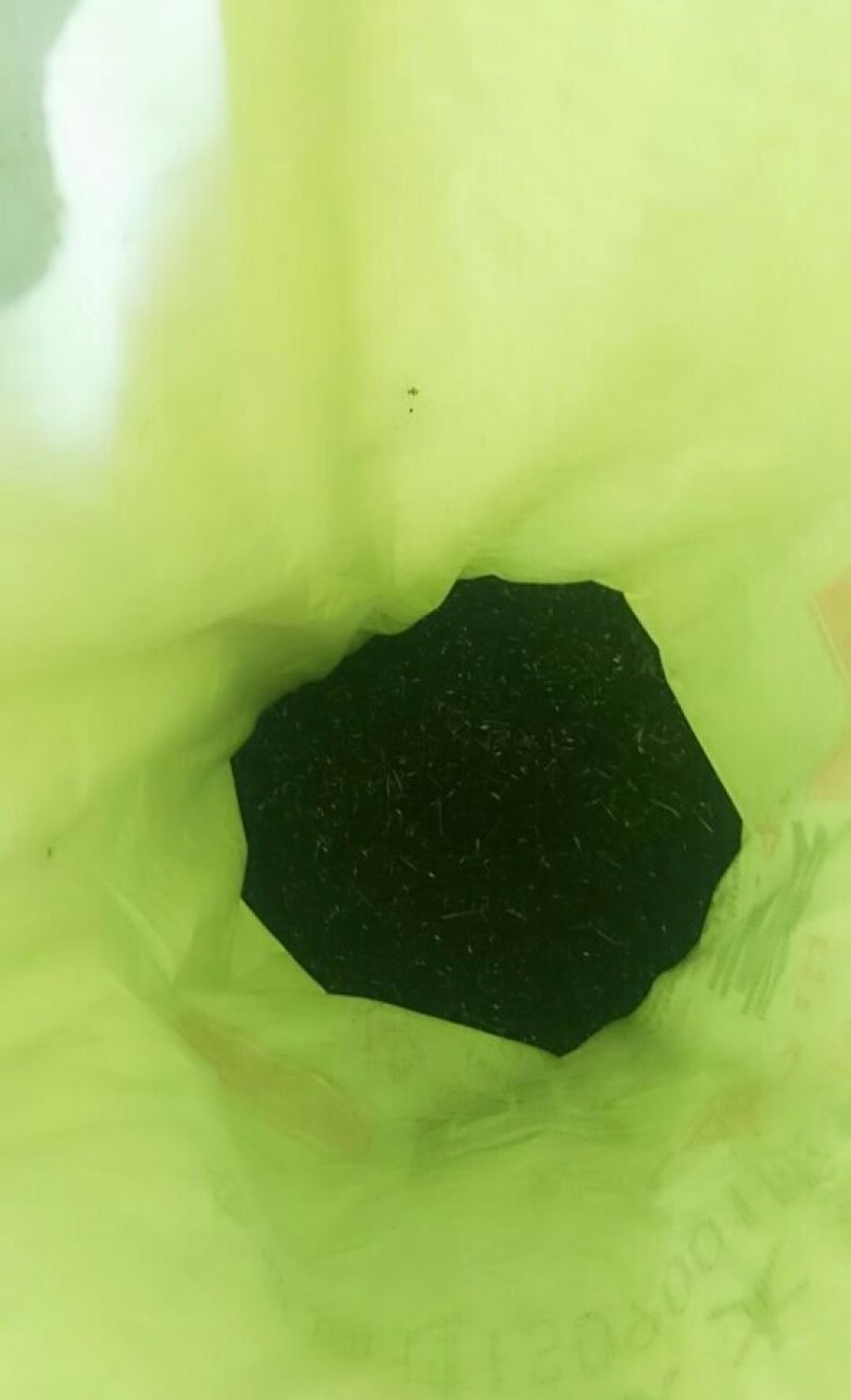 常夏石竹种子