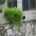 批发垂盆草花苗盆栽花卉绿植四季阳台绿植盆栽