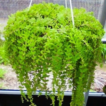 批发垂盆草花苗盆栽花卉绿植四季阳台绿植盆栽