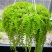 批发垂盆草花苗盆栽花卉绿植四季阳台绿植盆栽