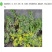 批发垂盆草花苗盆栽花卉绿植四季阳台绿植盆栽