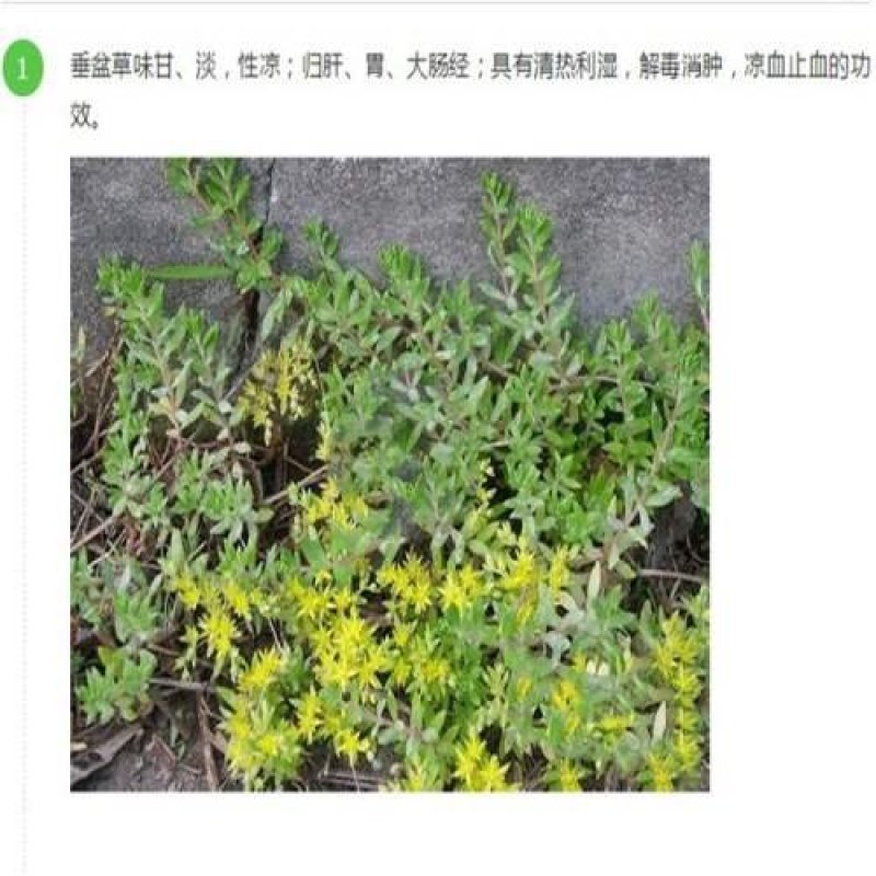 批发垂盆草花苗盆栽花卉绿植四季阳台绿植盆栽