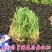 批发垂盆草花苗盆栽花卉绿植四季阳台绿植盆栽